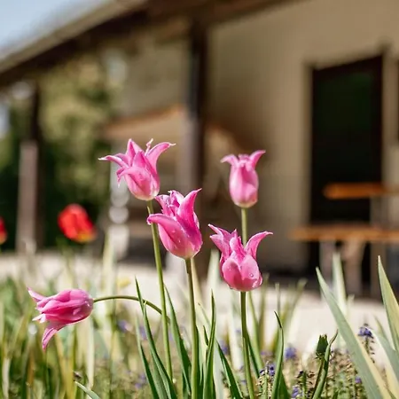 Vila Ildiko Vendeghaz Magyarszombatfa Exteriér fotografie